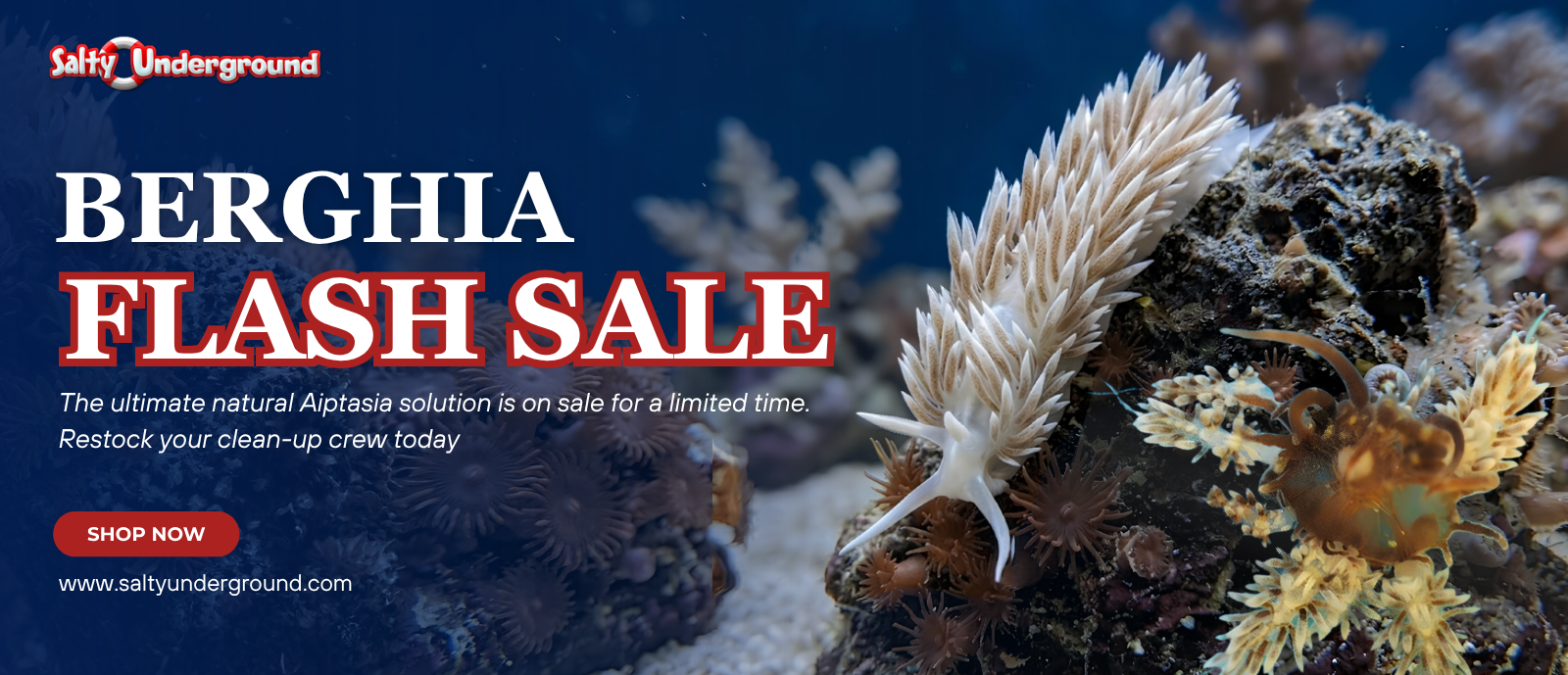Berghia Flash Sale